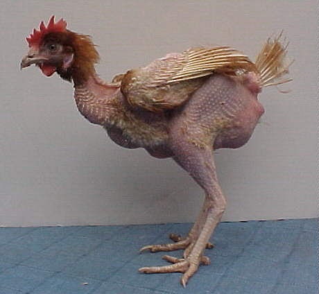 zoilo